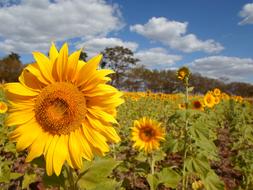 landscape of wondrous Sunflower Field Flowers