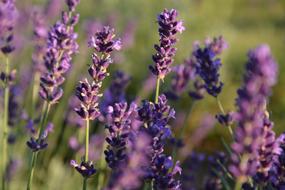 Lavender violet Flower