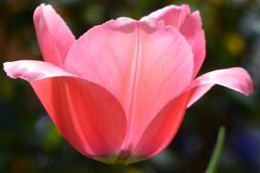 Tulip Pink