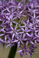 Hagymavirag Purple flowers