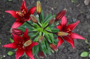 Flower Lily red Beautiful