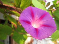Thread Climber Plant
