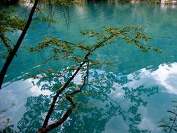 Lake Blue Tree