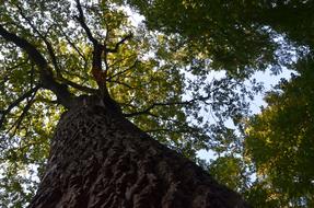 Oak Leaves tree in forest