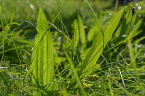 Plantain Grass