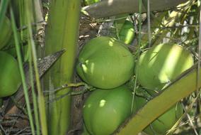 Green Coconut Coco Tree