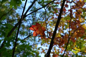Autumn Foliage Trees