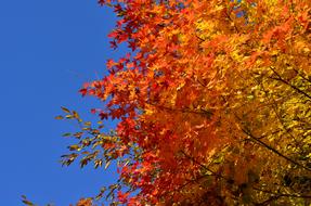 Autumnal Leaves tree in garden