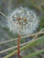 Dandelion Grass