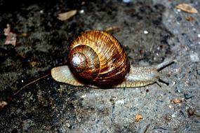 Snail Shell My