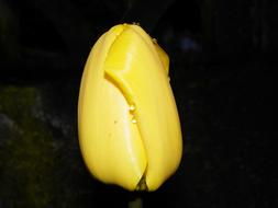 water drops on yellow tulip bud, close-up