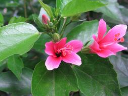 Hibiscus, plant with Pink Flowers