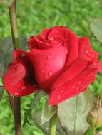 Rose Red Flower with watre drops