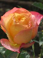 Close-up of the beautiful red, pink, orange and yelow colored rose with dew drops