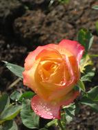 Orange and Pink Rose flower