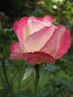 Rose soft Pink Thailand