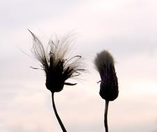 Flowers In Pairs Two