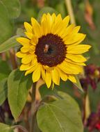 Beautiful, yellow and brown sunflower with the bee, among the green leaves
