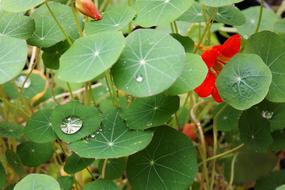 Drop Of Water Shine on Nasturtium flower