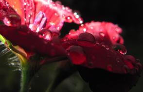 red geranium in drops of water close-up on a blurred background