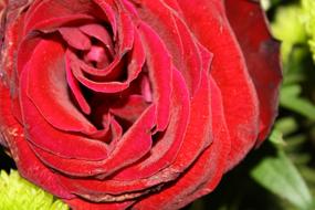 wondrous Rose Red Bloom
