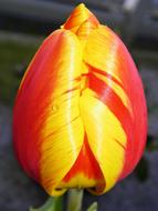 Tulip Red