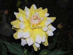 Dalia Flower Summer yellow