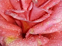 Close-up of the beautiful pink rose flower in water drops