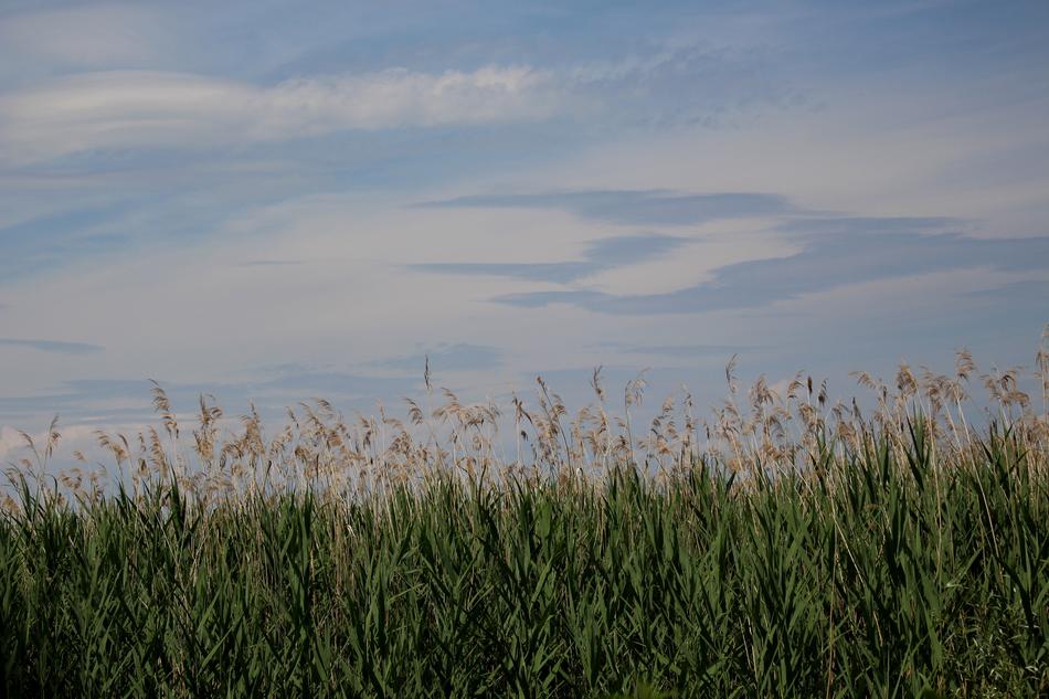 Lakeside Reed Afternoon