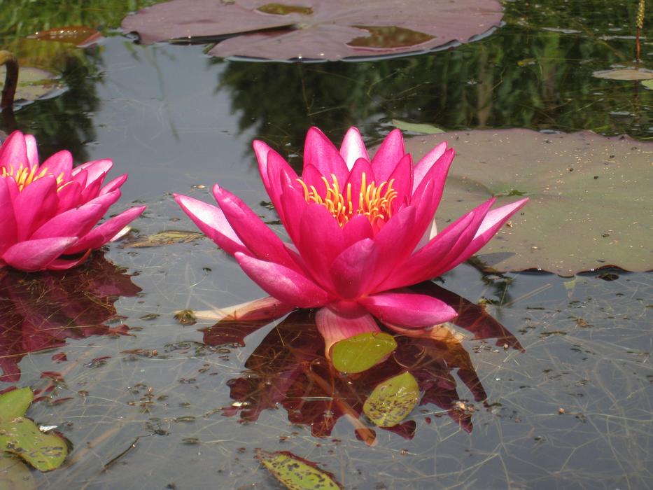bright pink lilies in an asian pond