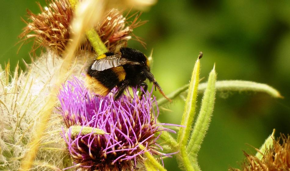 Yellow and black bee on the beautiful purple flower