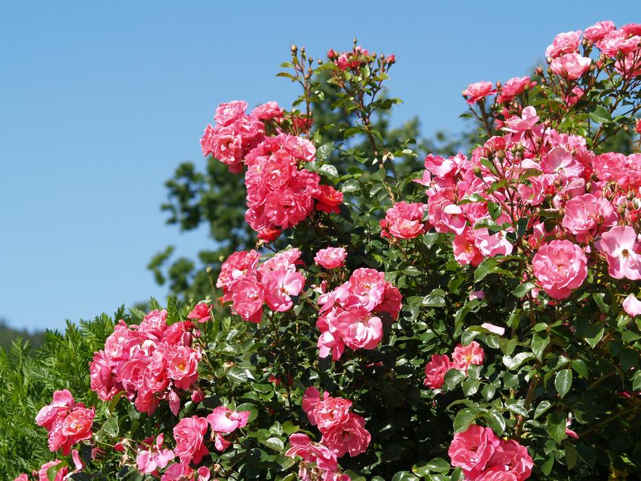 Flowers Roses Rest