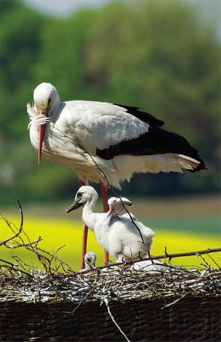 Stork Young