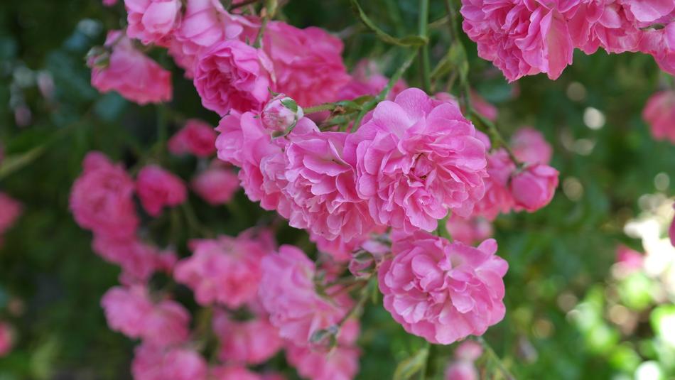 Rose Pink Flower