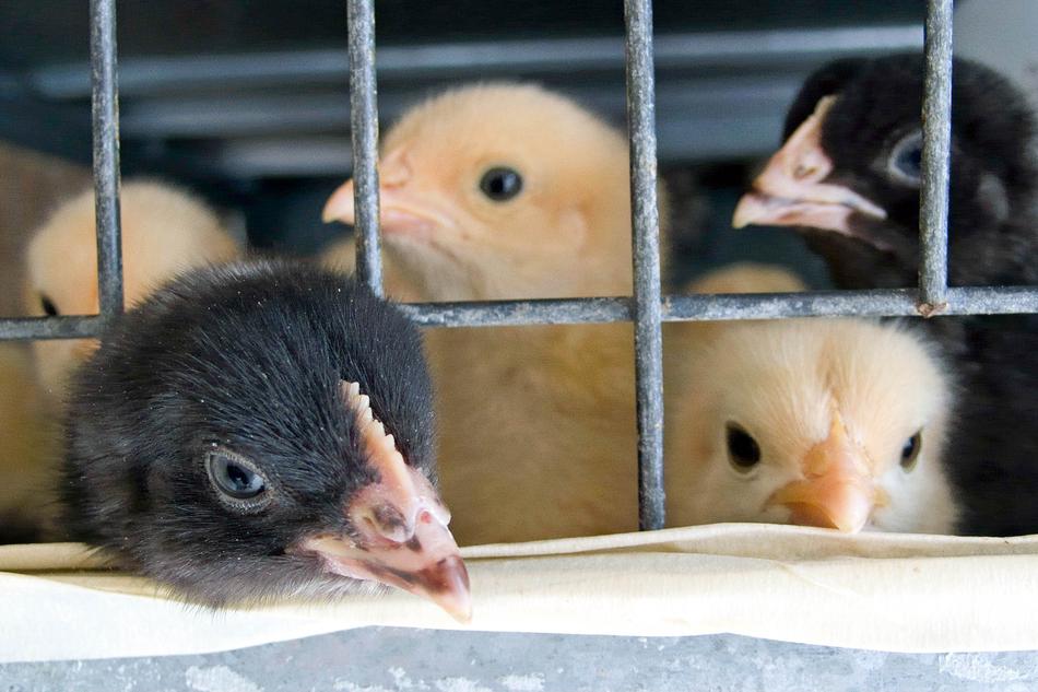 Cage Chicks Babies