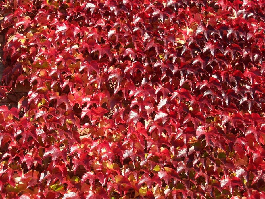 Wine Partner Leaves