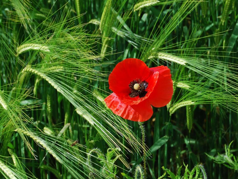 Poppy Red Barley