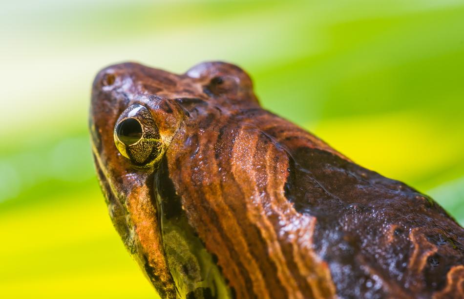 Tree Frog Anuran