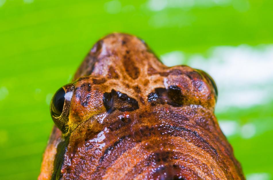 Anuran Tree Frog