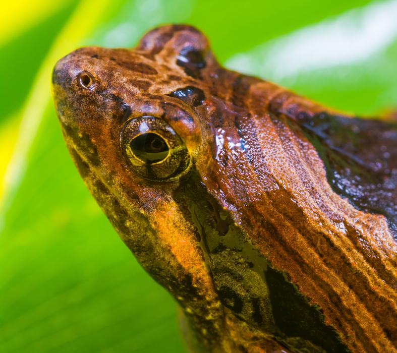 Anuran Tree Frog