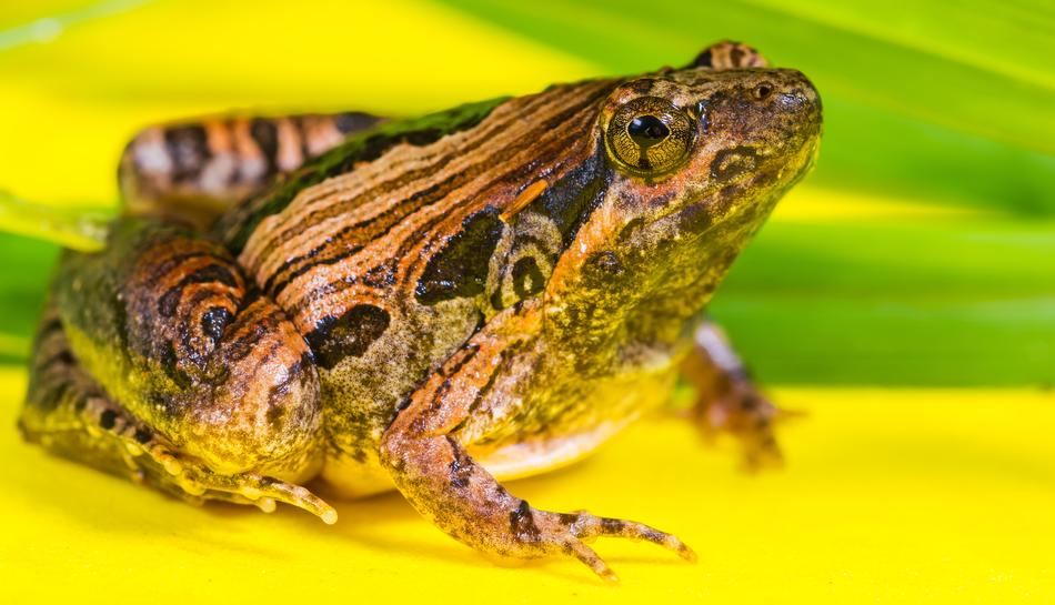 Tree Frog Anuran