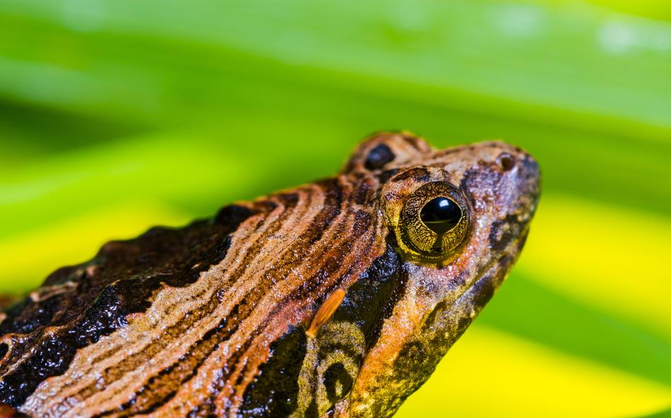 Tree Frog Anuran
