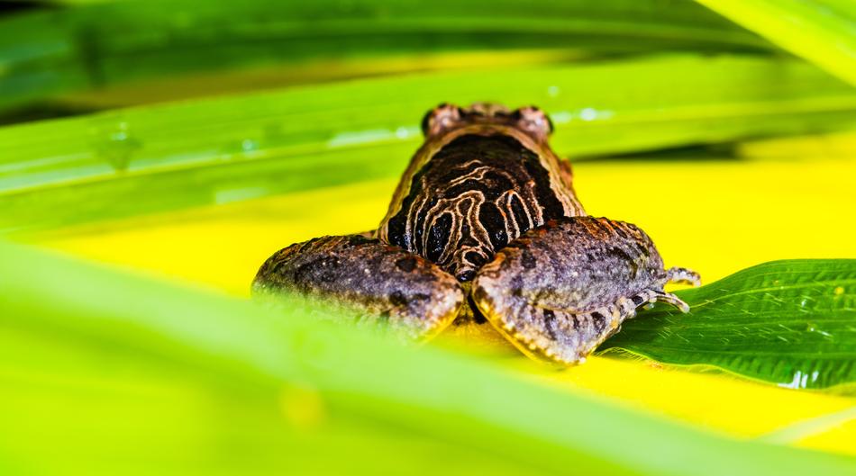 Tree Frog Anuran