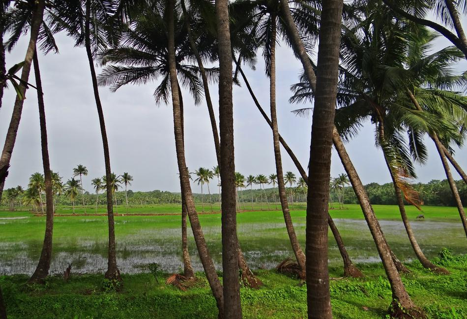 Coconut Groves Pasture Field