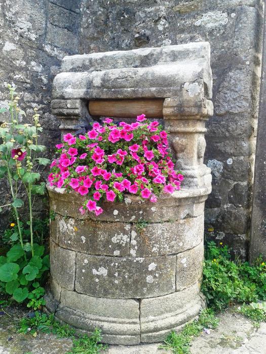 Well Petunia Rosa