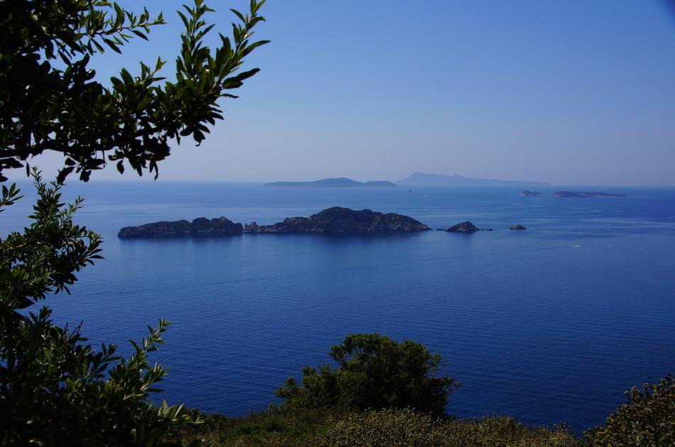 trees on the coast of Corfu