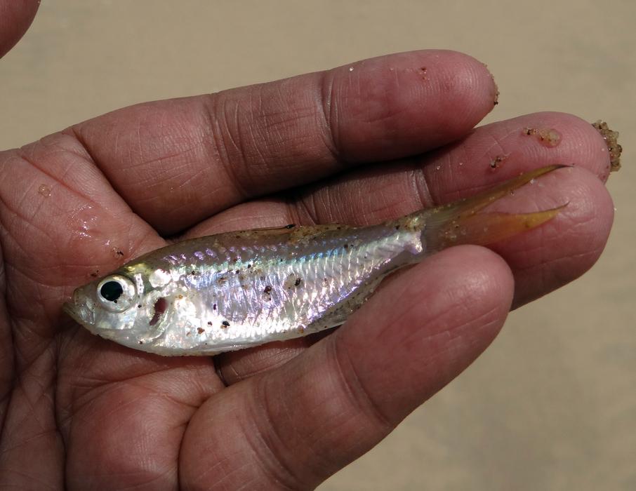 Minnow Puntius Fish