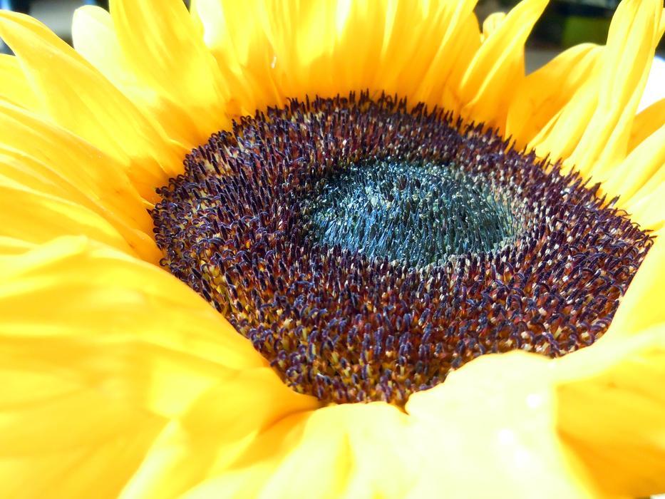yellow brown Sunflower Close Up