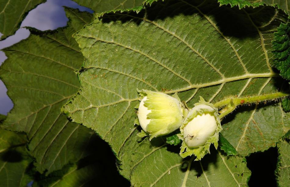 Tree Hazelnut Hazelnuts