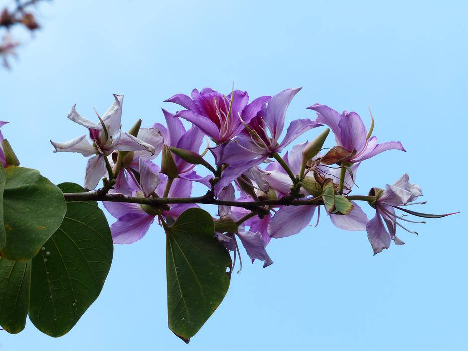 Bauhinie Flowers Pink